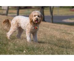Healthy Goldendoodle Southern California Puppies Available