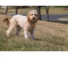 Healthy Goldendoodle Southern California Puppies Available
