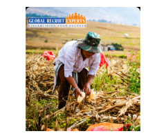 Agriculture and Food Recruitment Agency