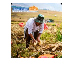 Agriculture and Food Recruitment Agency