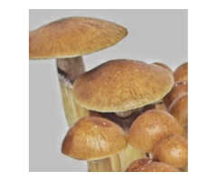 Order Treasure Coast Cubensis Spores from Trusted Online Store
