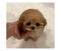 Micro teacup poodle puppies for sale New York