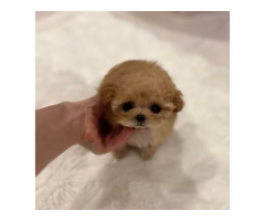 Teacup poodle puppies for sale Georgia - TIARA PETS