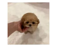 Teacup poodle puppies for sale Georgia - TIARA PETS