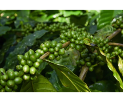 Coffee Estate for Sale in Chikmagalur