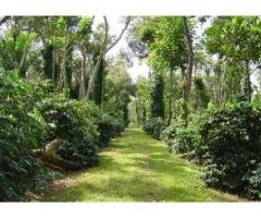 Coffee Estate for Sale in Chikmagalur - 2