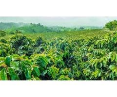 Coffee Estate for Sale in Chikmagalur - 3