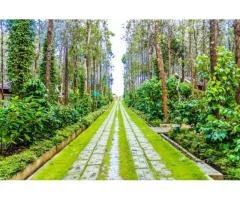 Coffee Estate for Sale in Chikmagalur - 4