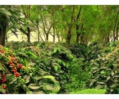 Coffee Estate for Sale in Chikmagalur - 5