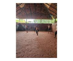 Kalari Kendram Kerala Learn India s Ancient Martial Art - 6