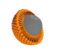 Phospholipids Exporters