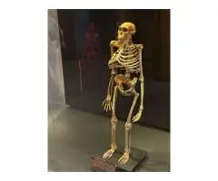 Cradle of Humankind Half Day Tour in Johannesburg