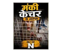 Monkey Catcher Jaipur Rajasthan Ki 1 Bander Pakadne Wali Team