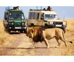 Affluent Safaris Ltd Offers the Most Memorable Masai Mara Wildlife Safari Packages in Kenya