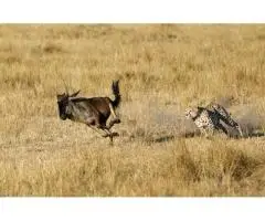 Affluent Safaris Ltd Offers the Most Memorable Masai Mara Wildlife Safari Packages in Kenya - 3