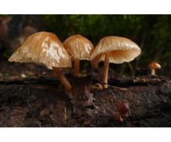 Looking for a Trusted Functional Mushroom Manufacturer in India