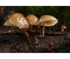 Looking for a Trusted Functional Mushroom Manufacturer in India