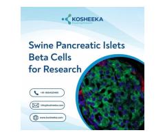 Swine Pancreatic Islets Beta Cells for Research