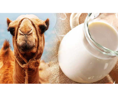 Raw Camel Milk UAE Buy Fresh Raw Camel Milk Online a2milkuae - 2