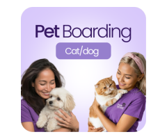Pet Care Services Dubai Paw Street - 2