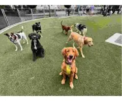 Hoboken Dog Walking services