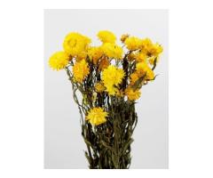 Order Bulk Dried Flowers UK -Up to 35% Discount Applied Automatically at Checkout - 2