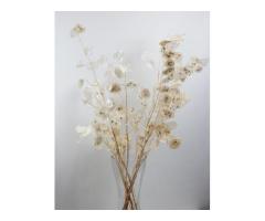 Order Bulk Dried Flowers UK -Up to 35% Discount Applied Automatically at Checkout - 3