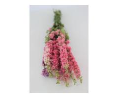 Order Bulk Dried Flowers UK -Up to 35% Discount Applied Automatically at Checkout - 4