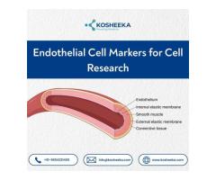 Endothelial Cell Markers for Cell Research