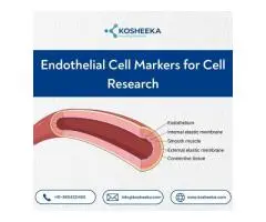 Endothelial Cell Markers for Cell Research