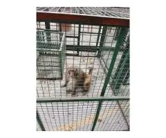 Jaipur Monkey Catcher 24/7 Animal Rescue Service