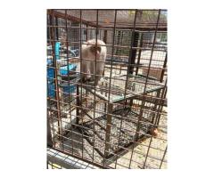 Jaipur Monkey Catcher 24/7 Animal Rescue Service - 2