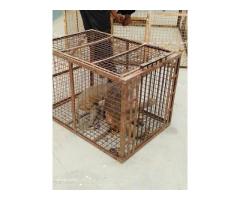 Jaipur Monkey Catcher 24/7 Animal Rescue Service - 3