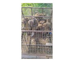 Jaipur Monkey Catcher 24/7 Animal Rescue Service - 4