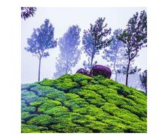 Budget Tour Travels Agency in Madurai