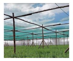 Cooler Fields Better Harvests through Smart Shade