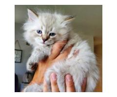 Siberian Kittens For Adoption In Washington