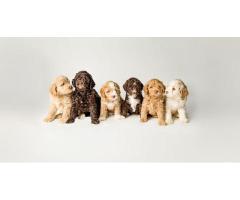 HeartRock Labradoodles Sets the Standard for GALA Labradoodles Australian Heritage