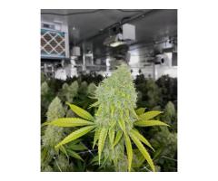 Natural CBD Oil Premium Hemp Wellness Product - 2