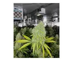 Natural CBD Oil Premium Hemp Wellness Product - 2