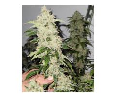 Natural CBD Oil Premium Hemp Wellness Product - 3
