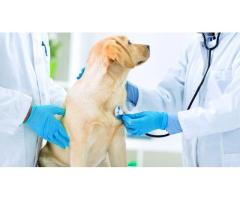 Advanced Veterinary Hospital Galt for Compassionate Pet Care