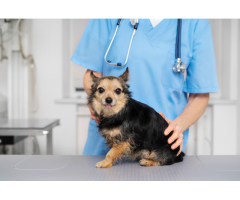 Trusted Pet Hospital Coquitlam for Compassionate Care