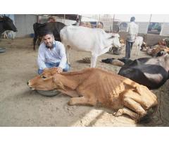 Donate for Injured Cows at Doon Animal Welfare