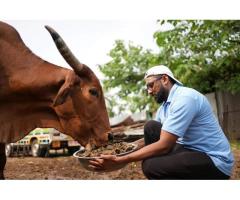 Donate for Injured Cows at Doon Animal Welfare - 2