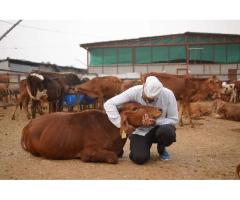 Donate for Injured Cows at Doon Animal Welfare - 3