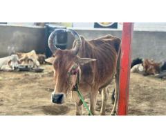 Donate for Injured Cows at Doon Animal Welfare - 5