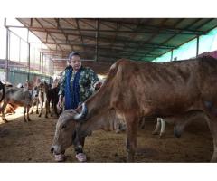 Donate for Injured Cows at Doon Animal Welfare - 6