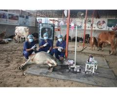 Donate for Injured Cows at Doon Animal Welfare - 7