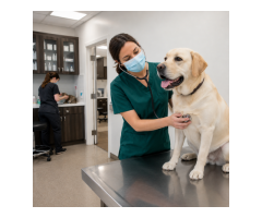 Best Animal Hospital in Richmond for Compassionate Pet Care